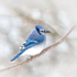BLUE JAY - PORT RYERSE