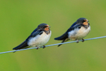 Juvenile Swallows on fence wire waiting to be fed, Scotland