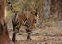 Royal bengal tiger - 6