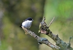 Pied Flycatcher