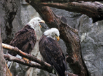 Bald Eagles