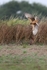 Harrier Attack,county Louth
