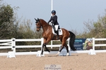 Cls 11 BD Young Horse 7YO portfolio