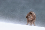 Arctic Fox (female) shaking snow from itself, Hornstrandir, Iceland