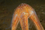 Asterias rubens spawning