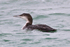 Great Northern Diver in Poole Harbour