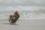 Steamer Duck begins wing flap, Saunders Island, Falklands