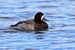 Scaup portfolio