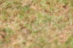 SBM_02985