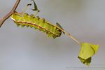 The last leaf