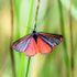 Cinabar moth