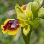 Corsican Ophrys (Ophrys corsica) 