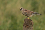 Kestrels portfolio
