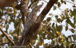 Great Potoo