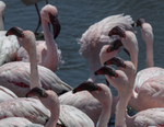 Lesser Flamingo heads