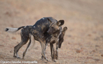 Wild dogs
