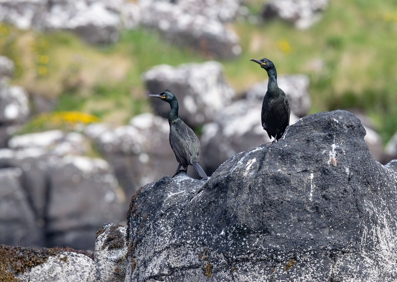 European Shag - Isle of Skye - Scotland