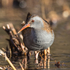 Water Rail