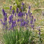 Purple toadflax (Linaria purpurea)