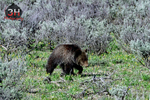3HPhotography5-21-25_GTNP_981_