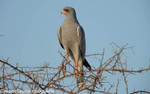 Dark chanting goshawk