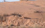 Kori bustard