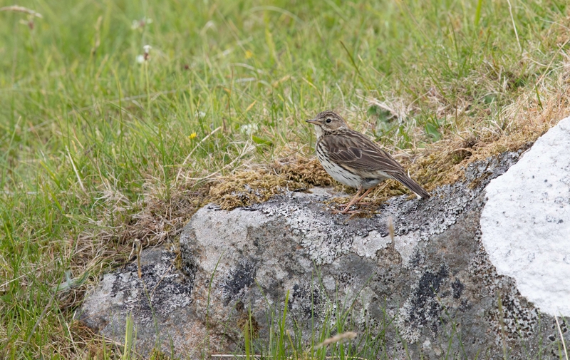 Meadow Pipit - Isle of Skye - Scotland