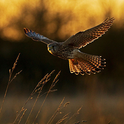 Kestrel Flying