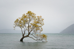 That Wanaka Tree