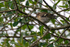 Chaffinch - DSC_6527