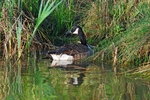 Canada Goose