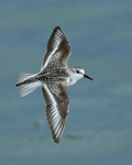 Sanderling portfolio