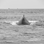Juneau and Humpbacked Whales-145
