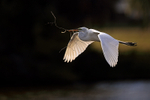 Great Egret flying, dark background - Venice Rookery, Florida
