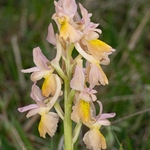 Hybrid Orchis - Orchis x colemanii ( Orchis mascula x O. pauciflora) This is a natural hybrid between  Early purple orchid (O. mascula) and few flowered orchid (O. pauciflora). 
