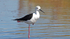 Black-winged Stilt