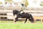 S36 - Rehabiliated Rescue Horse & Pony In Hand & Ridden portfolio