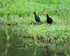 Wattled Jacanas, Gamboa, Panama