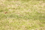 SBM_17688