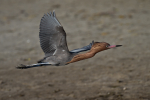 Reddish Egret