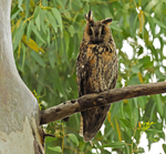 Long Eared Owl