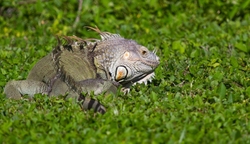 AnimalsCreatures _0066