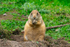 Black-tailed Prairie Dog - DSC_9431