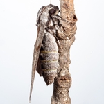 Pine hawk (Sphinx pinastri). 