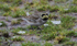 Shorelark.