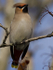 WAXWINGS (ww 03)