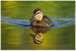 Duckling Reflection on Flag Iris