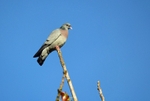 Stock Dove