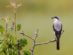 Lesser Grey Shrike