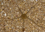 Ophiura ophiura